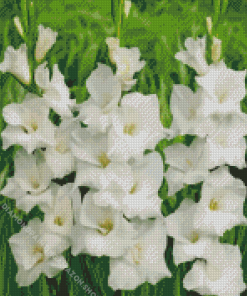 White Gladiolus Diamond Painting