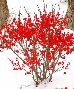 Winterberry In Snow Diamond Painting