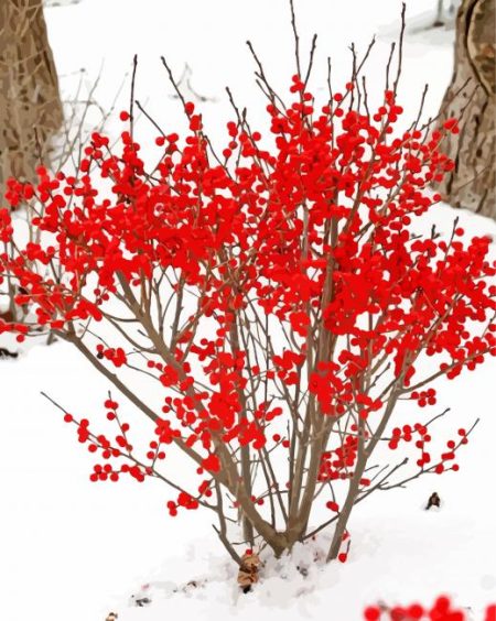 Winterberry In Snow Diamond Painting