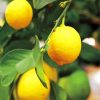 Yellow Lemon Tree Plant Diamond Painting