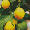 Yellow Lemon Tree Plant Diamond Painting