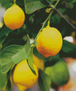 Yellow Lemon Tree Plant Diamond Painting