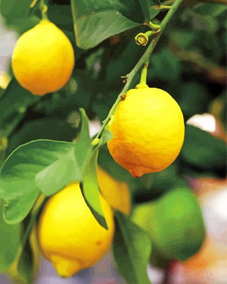 Yellow Lemon Tree Plant Diamond Painting