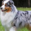 Australian Shepherd Puppy Diamond Painting