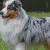 Australian Shepherd Puppy Diamond Painting