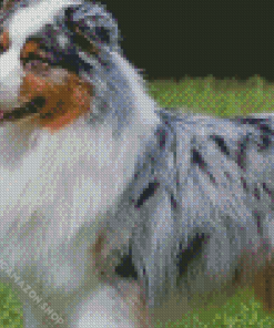 Australian Shepherd Puppy Diamond Painting