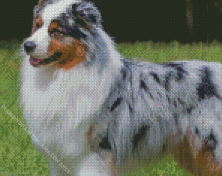 Australian Shepherd Puppy Diamond Painting