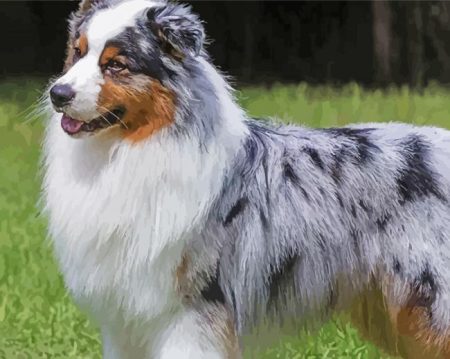 Australian Shepherd Puppy Diamond Painting