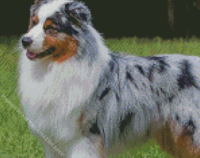 Australian Shepherd Puppy Diamond Painting