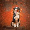 Autumn Black Tri Australian Shepherd Diamond Painting