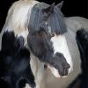 Beautiful Cob Horse Diamond Painting