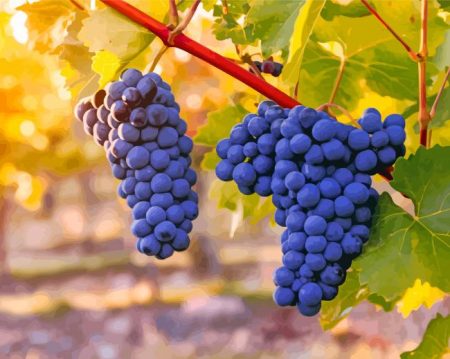 Black Grape Vines Diamond Painting