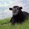 Black Herdwick Sheep Diamond Painting