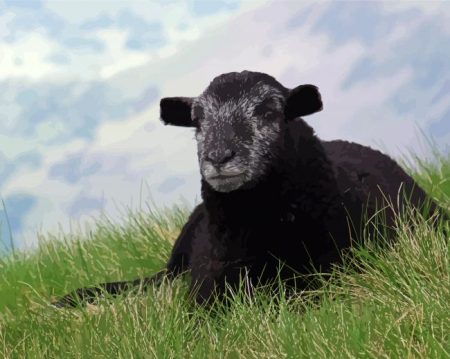 Black Herdwick Sheep Diamond Painting