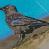 Black Jackdaw Diamond Painting