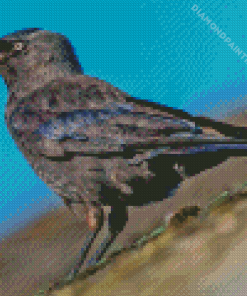 Black Jackdaw Diamond Painting