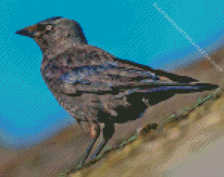 Black Jackdaw Diamond Painting