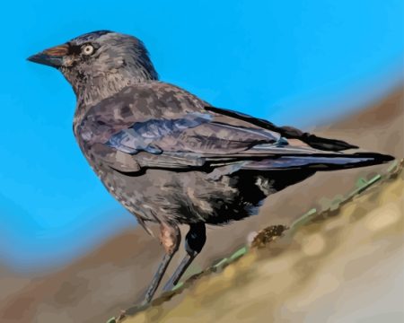 Black Jackdaw Diamond Painting