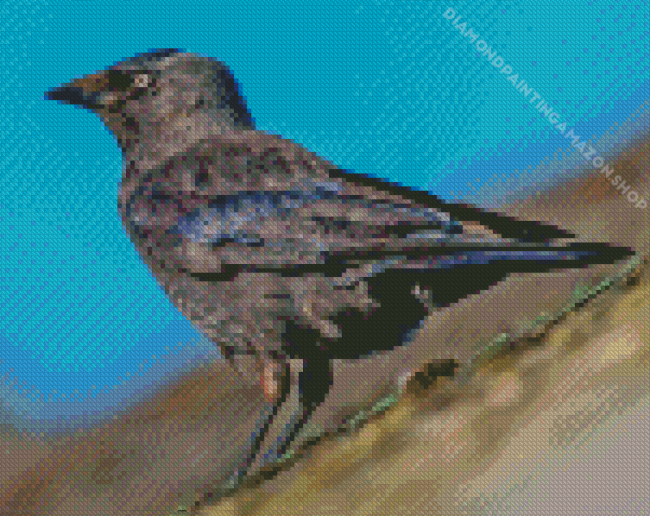 Black Jackdaw Diamond Painting