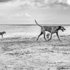 Black And White Dogs On Beach Diamond Painting