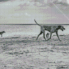 Black And White Dogs On Beach Diamond Painting