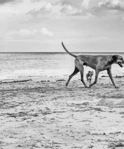 Black And White Dogs On Beach Diamond Painting