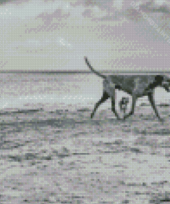 Black And White Dogs On Beach Diamond Painting