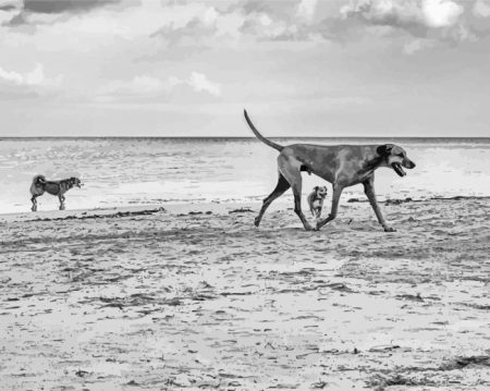 Black And White Dogs On Beach Diamond Painting