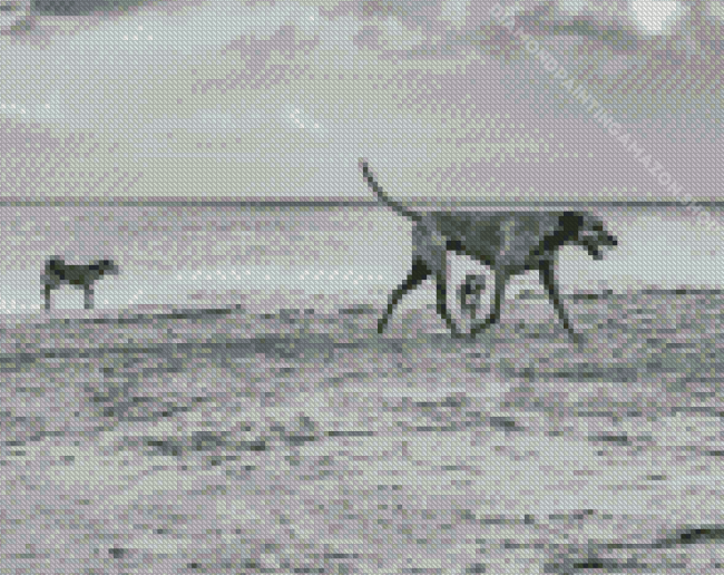 Black And White Dogs On Beach Diamond Painting