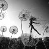 Black And White Fairies And Dandelions Diamond Painting