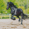 Black Horse Friesian Diamond Painting