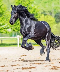 Black Horse Friesian Diamond Painting