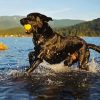 Black Labrador Retriever In Water Diamond Painting