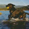 Black Labrador Retriever In Water Diamond Painting