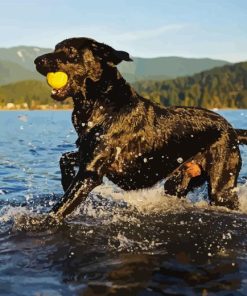 Black Labrador Retriever In Water Diamond Painting