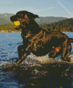 Black Labrador Retriever In Water Diamond Painting