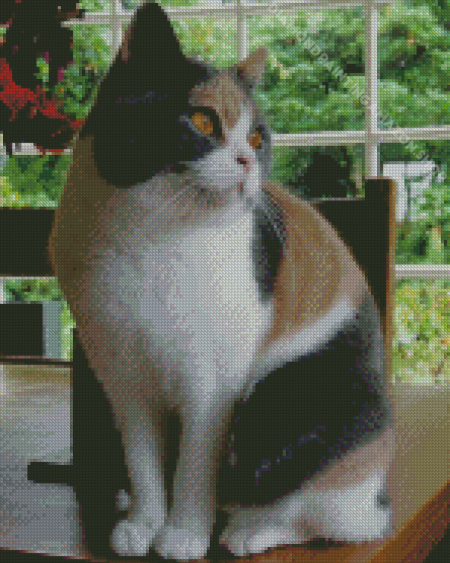 Calico British Shorthair Cat Diamond Painting