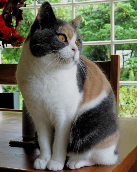 Calico British Shorthair Cat Diamond Painting