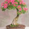 Cherry Blossom Bonsai Tree Diamond Painting