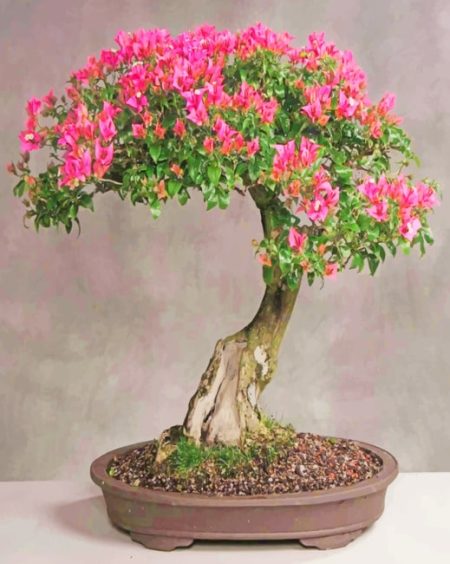Cherry Blossom Bonsai Tree Diamond Painting