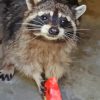 Cute Raccoon Eating Watermelon Diamond Painting