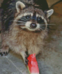 Cute Raccoon Eating Watermelon Diamond Painting