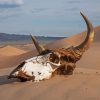 Desert Cow Head Skull Diamond Painting