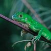 Green Lizard In Tree Branche Diamond Painting