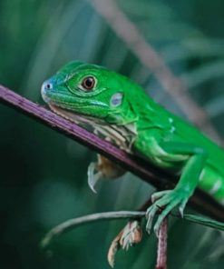 Green Lizard In Tree Branche Diamond Painting