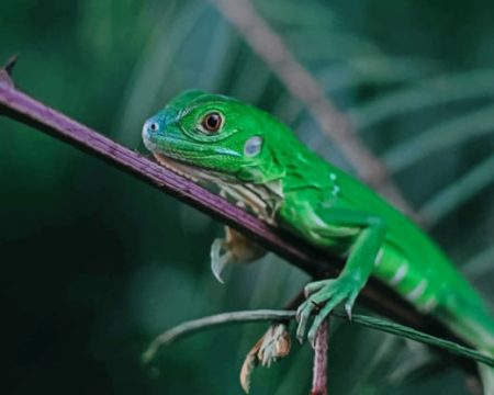 Green Lizard In Tree Branche Diamond Painting