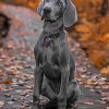 Grey Weimaraner Puppy Diamond Painting