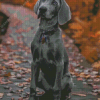 Grey Weimaraner Puppy Diamond Painting