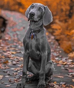 Grey Weimaraner Puppy Diamond Painting