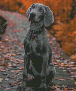 Grey Weimaraner Puppy Diamond Painting